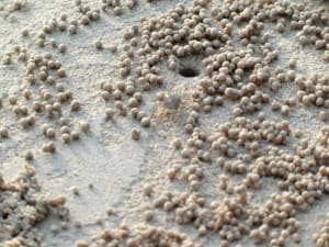 Der Sandkügelchen-Krebs Der Sandkügelchen-Krebs